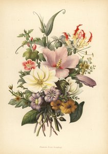 Blomster fra Bombay, Indien